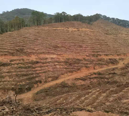 植樹造林 為青山添新綠